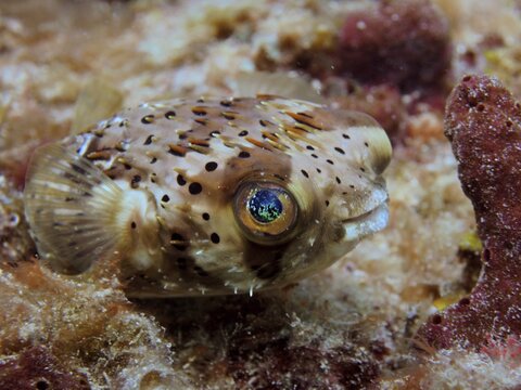 Small pufferfish with blue spotted eye, brown spotted hogfish (Diodon holocanthus), on coral. Dive site Nursery, Pompano Beach, Florida, USA