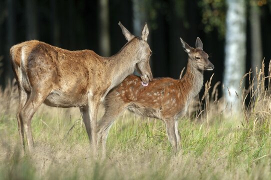 Artiodactyla, Cervus Elaphus, even-toed ungulate, cloven-hoofed, red deer, deer, deer, calf, body care, mammals, mammals