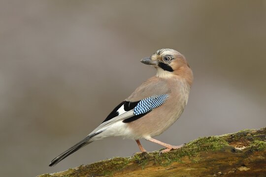 Eurasian jay (Garrulus glandarius), on branch, Wilden, Siegerland, North Rhine-Westphalia, Germany