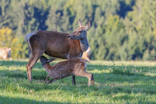 A female Altai maral (Cervus canadensis sibiricus) suckles her calf in a green meadow in the first light of day. Southern Siberia, northwestern Mongolia, northern Xinjiang province of China