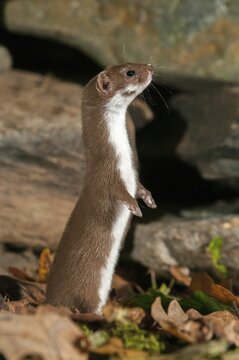 Carnivora, least weasel, mouse weasel, mustela nivalis, predators, high size, portrait format, mammals, raptors, mammals