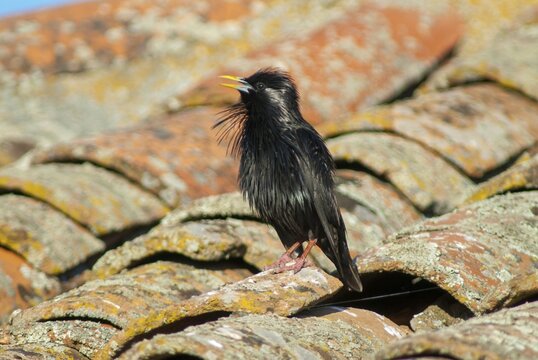 Monochrome starling, spotless starling, sturnus unicolor, birds, extremadura, passeri, songbirds, Spain, birds
