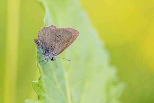 Cupid minimus, little blue, blue, butterfly, insects, butterfly, butterflies, butterflies