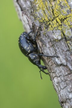 Curculionidae, Greater Butterbur snout beetle, large butterbur weevil, large bearweevil, Liparus glabrirostris, weevils, beetles, Coleoptera, high size, vertical format, insects, beetles