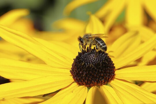 European honey bee (Apis mellifera), collecting nectar from a yellow coneflower (Echinacea paradoxa), Wilnsdorf, North Rhine-Westphalia, Germany