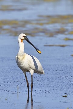 Spoonbill (Platalea leucorodia), adult bird striding through shallow water, adult bird in splendour, wildlife, Ziggsee, Burgenland, Austria