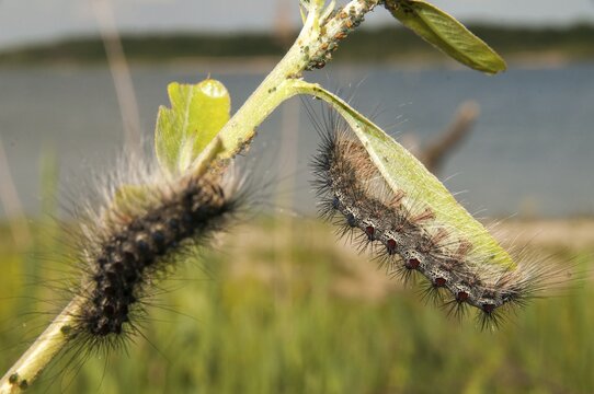 Gypsy moth, Lymantria dispar, spongemoth, butterfly, inchworm, insects, moths, moths, moths, caterpillar, butterfly