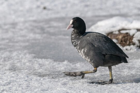 Eurasian Coot coot, fulica atra, birds, coot rail, gruiformes, cranes, leucism, rails, railings, rallidae, snow, birds, waterbirds, waterbirds, winter