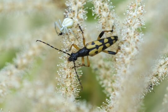 Arachnida, Black and Yellow Longhorn Beetle, Cerambycidae, Spotted Narrowbuck, Harlequin Longhorn, Leptura Maculata, Misumena vatia, Rutpela Maculata, Arachnids, Strangalia Maculata, Variable Crab Spider, Arthropod, Beetle, Longhorn Beetle, Coleoptera, Flower Spider b spiders, insects, crab spiders, beetles, spiders, spiders