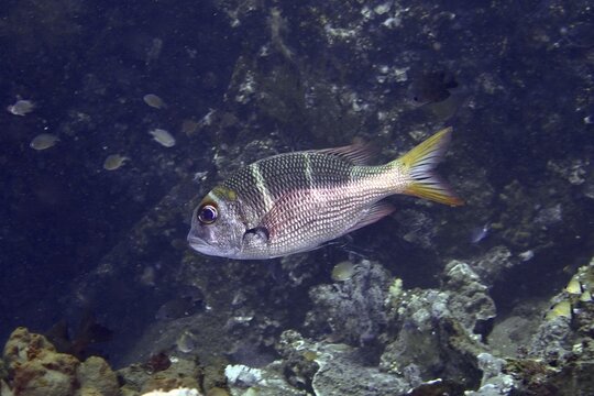 A solitary fish with colourful scales, the big-eyed snapper (Monotaxis heterodon), swims near a rock in the sea at the USAT Liberty dive site, Tulamben, Bali, Indonesia
