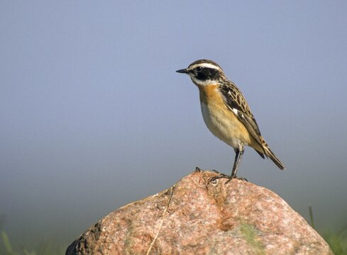 Whinthroats, saxicola rubetra, whinchat, birds, males, passeri, songbirds, birds