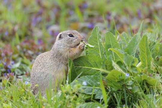 An adult ground squirrel (Spermophilus citellus) eats leaves and flowers on a cloudy day in a green meadow with tall vegetation. Austria