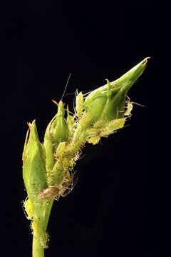 Large Rose Aphids (Macrosiphum rosae), colony of pests on the bud of a Rose (Rosa), Baden-W&uuml;rttemberg, Germany