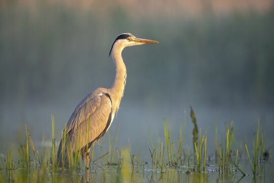 Grey heron (Ardea cinerea), bird, in water, morning light, Subotica, Serbia