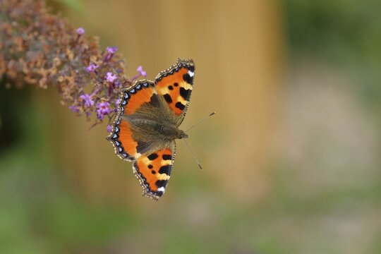 Small tortoiseshell (Aglais urticae), on summer lilac or butterfly-bush (Buddleja davidii), North Rhine-Westphalia, Germany