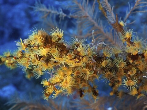 Yellow cluster anemone (Parazoanthus axinellae), dive site Las Cabras, La Palma, Canary Islands, Spain, Atlantic Ocean
