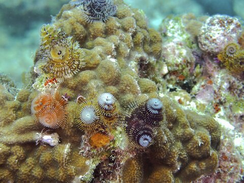 Colourful tube worms, including the Christmas tree worm (Spirobranchus giganteus), clinging to a coral-like structure in vibrant colours, at the John Pennekamp Coral Reef State Park dive site, Key Largo, Florida Keys, Florida, USA