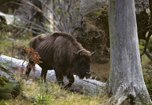 Artiodactyl, bison bonasus, European bison, even-toed ungulate, cloven-hoofed, bison, mammals, mammals