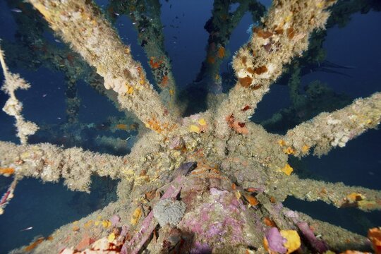 Paddle wheel of a shipwreck covered with sea sponges in the Mediterranean near Hy&egrave;res, dive site Wreck Ville de Grasse, Giens Peninsula, Porquerolles, Provence, C&ocirc;te d'Azur, Mediterranean, France