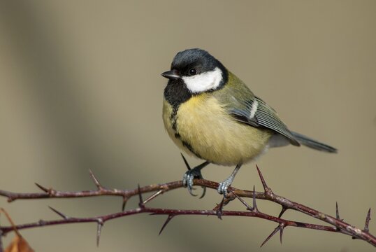 Great tit, great tit, parus major, birds, tits, passeri, songbirds, songbirds, tits, birds