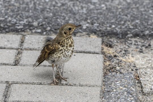 A young song thrush (Turdus philomelos) on the road, Emsland, Lower Saxony, Germany
