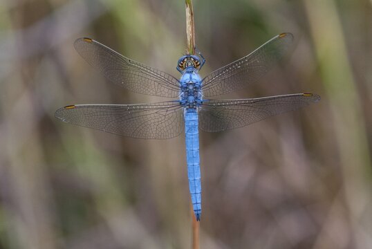 Orthetrum Brunneum, Southern Skimmer, Southern Blue Arrow, Anisoptera, Blue Arrow, Damselflies, Dragonflies, Greece, Insects, Dragonflies, Male, Odonata, Sailing Barks