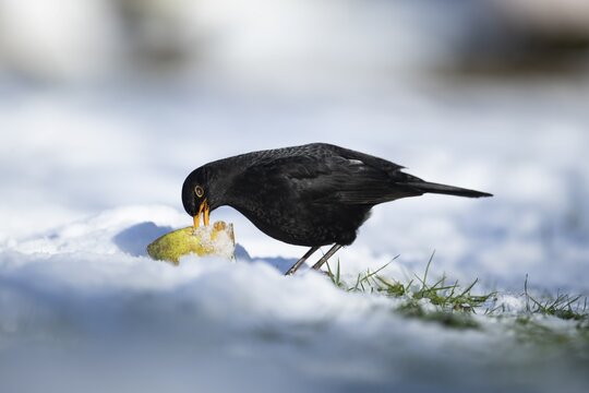 Eurasian blackbird (Turdus merula) adult male garden bird feeding on fruit on a snow covered lawn in winter, England, United Kingdom