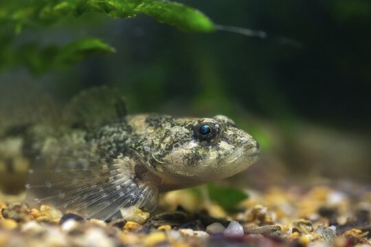 Bullhead, Cottus Gobio, European Bullhead, Millers Thumb, M&uuml;hlkoppe, Westgroppe, Common Bullhead, Fish, Fishes, Freshwater Sculpin, Pisces