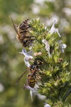 Apidae, Apis Mellifera, bees, real wasps, European honey bee, European honey bee, common wasp, hymenoptera, short-headed wasps, vespula vulgaris, western honey bee, yellow jacket, common wasp, wrinkle wasps, high size, portrait format, honey bee, insects, wasp, wasp, wild bees