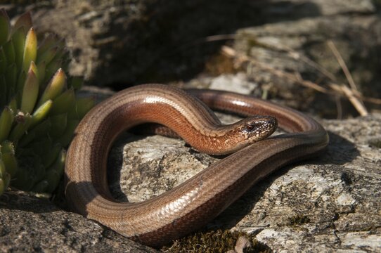 Anguis fragilis, slow worm, western slow worm, blindworm, critters, deaf adder, dry-stone wall, lizards, hazelworm, reptiles, lizards, long-cripple, reptilia, reptiles, slowworm, drywall