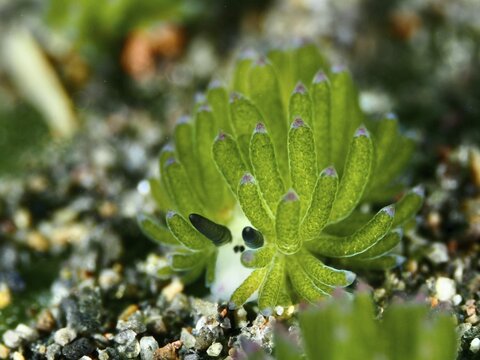 Small green nudibranch, the &lsquo;Shaun the Sheep' nudibranch (Costasiella kuroshimae), on the seabed. The nudibranch is also known as &lsquo;Shaun the Sheep'. Marine nudibranch with kleptoplastids. The chloroplasts, which have been taken up from the green alga Avrainvillea lacerata and stored within its own body, are clearly visible. Body length approx. 3 mm. Dive site: Puri Jati, Umeanyar, Bali, Indonesia