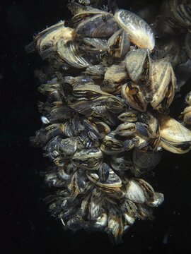 Dense arrangement of quagga mussels (Dreissena rostriformis bugensis), invasive species, in dark underwater environment, dive site Wildsau, Berlingen, Lake Constance, Switzerland, Germany