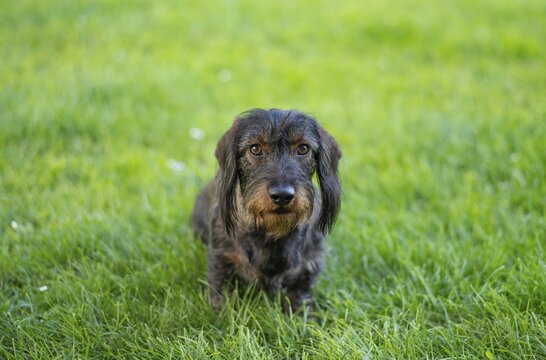 Rough-haired dachshund (Canis lupus familiaris) male, 4 years old, animal portrait, sitting on a meadow, Stuttgart, Baden-W&uuml;rttemberg, Germany