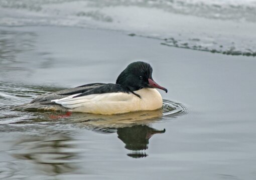 Goosander, goose s&auml;ger, mergus merganser, anatidae, birds, duckbirds, male, sawyer, birds, waterbirds, waterbirds, winter