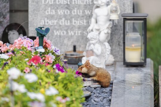 A European hamster (Cricetus cricetus) sits on an old grave and eats the flower decoration. Vienna, Austria