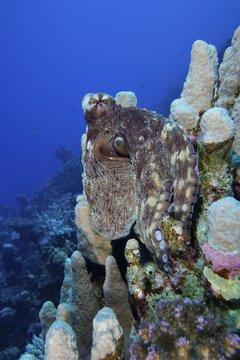 Large blue octopus (Octopus cyaneus) among stony corals. Dive site Erg Fougani, Mangrove Bay, El Quesir, Egypt, Red Sea
