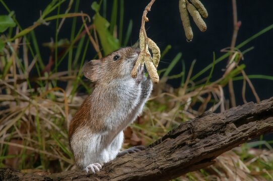 Bank vole, Clethrionomys glareolus, myodes glareolus, rodents, rodentia, rubella, forest vole, mammals, mouse, muroids, rodents, mammals, vole