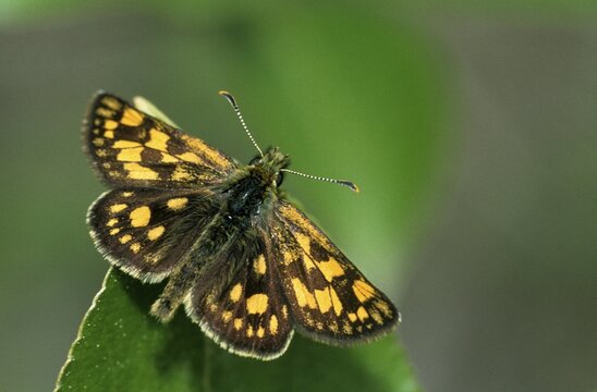 Colorful bighead, carterocephalus palaemon, chequered skipper, yellow cube thighead, butterfly, insects, butterfly, butterflies, butterflies