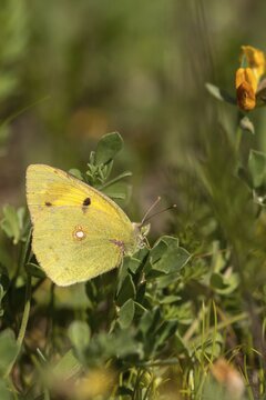 Clouded Yellow, Colias Crocea, Colias Croceus, Granelli, Italy, Pantani Cuba and Longarini, Post Squirrel, Migratory Yellow, Migratory Bird Sanctuary, Pantani Cuba & Longarini Migratory Bird Sanctuary, High Size, Portrait, Insects, Insects, Italy, Butterfly, Sicily, Foundation for Biodiversity, Butterflies
