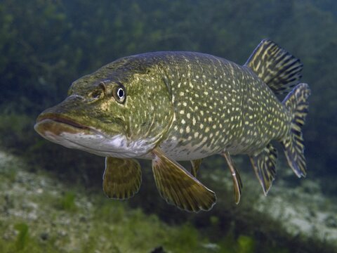 Close-up of a pike (Esox lucius) in clear water, surrounded by plants. Dive site car park Post, &Uuml;berlingen, Lake Constance, Germany