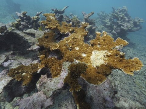 Moose-antler coral (Acropora palmata) in various shades of brown, some of which is dead, spreads across the rocky seabed, dive site: John Pennekamp Coral Reef State Park, Key Largo, Florida Keys, Florida, USA