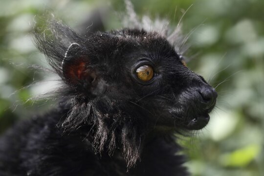 Black Lemur (Eulemur macaco), male, portrait, endemic to Madagascar