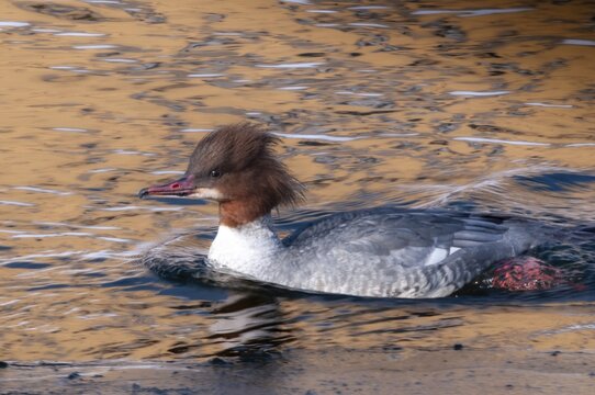 Goosander, goose s&auml;ger, mergus merganser, anatidae, birds, duckbirds, female, sawyer, birds, waterbirds, waterbirds, female