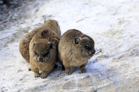 Klippschliefer (Procavia capensis), young, alert, three, Stony Point, Betty's Bay, Western Cape, South Africa