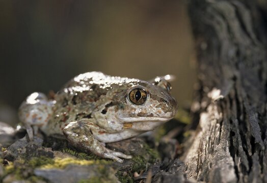 Common spadefoot, garlic toad, pelobates fuscus, amphibians, amphibians, ffh, toads, amphibians, toads