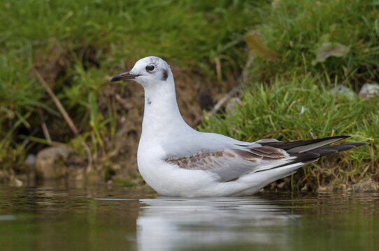 Black-headed gull, Chroicocephalus ridibundus, black-headed gull, Larus ridibundus, birds, charadriiformes, gulls, limicols, seagulls, birds