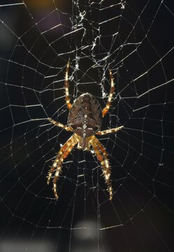European Garden Spider, Diadem Spider or Cross Orbweaver (Araneus diadematus) in a web, Stuttgart, Baden-Wuerttemberg, Germany, Europe