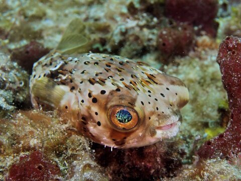 A small pufferfish with large eyes, brown spotted hedgehogfish (Diodon holocanthus), dive site Nursery, Pompano Beach, Florida, USA