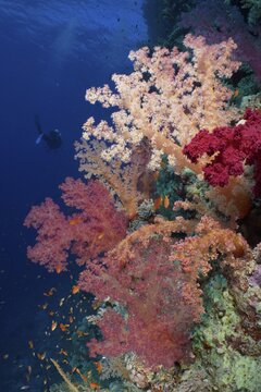 Hemprich's tree coral (Dendronephthya hemprichi), diver in the background, dive site Habili Jaffa, St Johns Reef, Saint Johns, Red Sea, Egypt