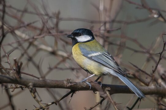 Great tit, great tit, parus major, birds, tits, passeri, songbirds, songbirds, tits, birds